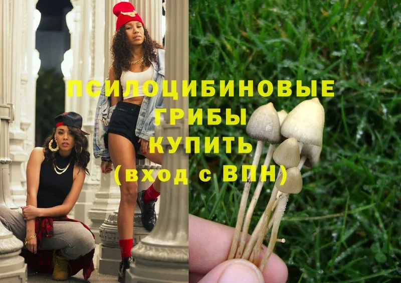 Псилоцибиновые грибы Psilocybe  Данков 